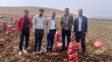 آغاز برداشت سیب‌زمینی در ایستگاه سارال