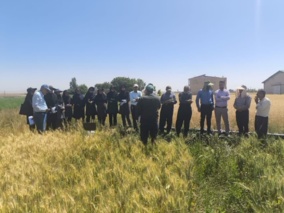 برگزاری روز مزرعه در شهرستان دهگلان در راستای معرفی ارقام گندم