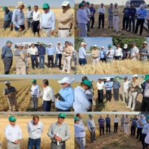 بازدید مسئولین و کارشناسان استان کردستان از مزارع و طرح‌های پژوهشی موسسه تحقیقات دیم کشور در شهر مراغه استان آذربایجان شرقی