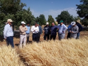 بازدید معاون بهبود تولیدات گیاهی سازمان جهاد کشاورزی استان کردستان و هیئت همراه از موسسه دیم   به گزارش روابط عموم