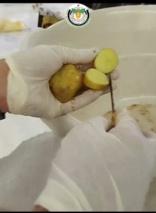 دوره آموزشی علائم‌شناسی و گواهی سلامت سیب‌زمینی بذری ویژه کارشناسان استان کردستان و کرمانشاه در مرکز کردستان