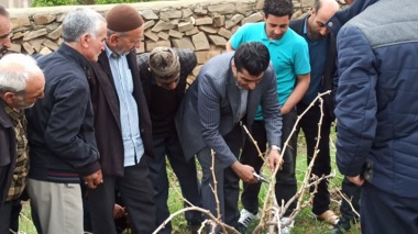 حرکت هدفمند به سوی ارتقای بهره‌وری در تاکستان‌های بیجار