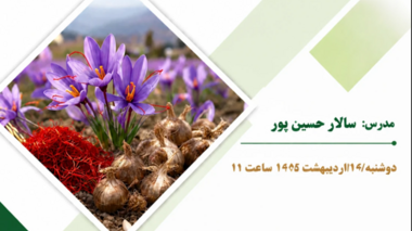 اصول کشت زعفران