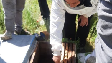 زنبور عسل؛ نگهبان خاموش سفره جهانی، پیشران توسعه پایدار در کردستان
