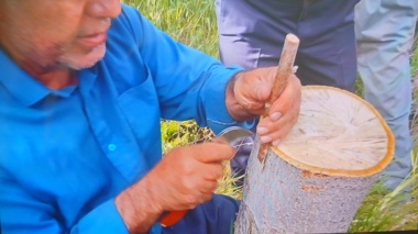 جراحیِ نجات‌بخش درختان گردو؛ هنر سرشاخه‌کاری برای فردایی پربارتر
