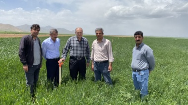 پایش میدانی گندم در کردستان، گامی راهبردی در راستای امنیت غذایی