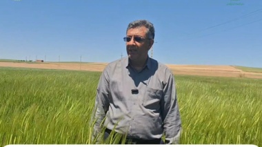 کردستان در مسیر تحقق ۱۰۰ درصدی تولید بذر جو