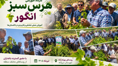 برگزاری کارگاه آموزشی هرس سبز انگور با مشارکت گسترده باغداران در روستای بهرام‌آباد سروآباد