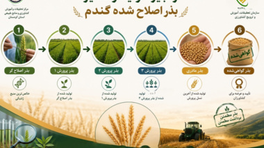زنجیره تولید و تکثیر بذر اصلاح‌شده گندم وجو ؛ از اصلاح ژنتیکی تا تولید بذر گواهی‌شده