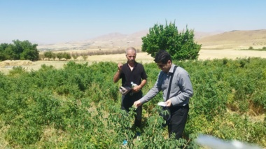 ارزیابی و پایش پروژه ملی بیماری‌های فیتوپلاسمایی گیاهان دارویی در شهرستان سقز