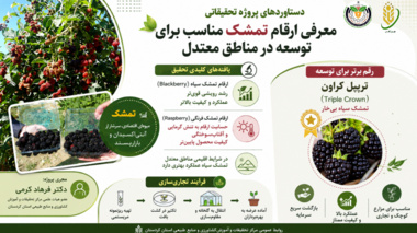 اینفوگرافی معرفی دستاورد پژوهشی توسعه کشت تمشک در مناطق معتدل