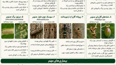 اینفوگرافی آفات و بیماری‌های مهم صنوبر تبریزی