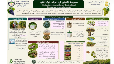 معرفی راهکارهای مدیریت تلفیقی برای کاهش خسارت کرم خوشه‌خوار انگور و کمک به تولید محصول سالم و پایدار