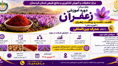دوره تخصصی «کاشت، داشت و برداشت زعفران» در پردیس آموزش کشاورزی سقز برگزار می‌شود