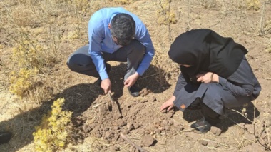 پایش میدانی مگس بنه زعفران در کامیاران؛ ضرورت رصد مستمر مزارع زعفران استان