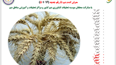 معرفی پنج رقم جدید گندم دیم، حاصل مشارکت محققان مؤسسه تحقیقات کشاورزی دیم کشور و مرکز کردستان
