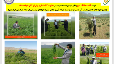 توسعه کشت ماشک دیم در ۲۳۰۰ هکتار از اراضی کردستان