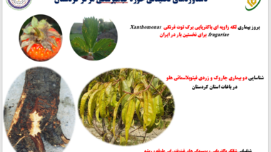 از شناسایی عوامل خسارت‌زا تا حفاظت از تولید؛ روایت بخشی از دستاوردهای گیاه‌پزشکی کردستان