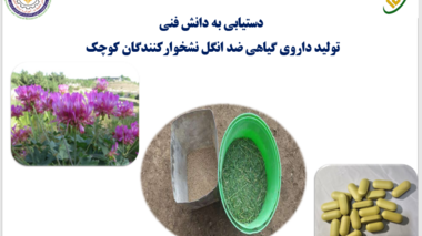 گامی در مسیر تولید نهاده‌های دانش‌بنیان؛ دستیابی به دانش فنی داروی گیاهی ضدانگل نشخوارکنندگان