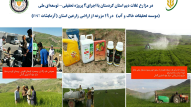 اجرای ۴ پروژه تحقیقاتی ـ توسعه‌ای ملی برای ارزیابی نقش ریزمغذی‌ها، اسیدهای آمینه، NPK+ و کودهای زیستی در مزارع کشاورزان استان