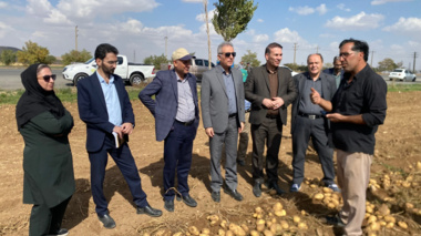 بازدید مدیرکل دفتر امور سبزی و سیفی وزارت جهاد کشاورزی از مزارع تولید بذر سیب‌زمینی در کردستان