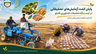 پایان عملیات کشت آزمایش‌های تحقیقاتی در ایستگاه قاملو؛ آغاز فصل تازه‌ای از ارزیابی‌های میدانی
